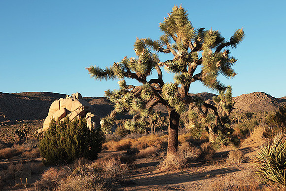 Joshua tree NP