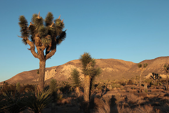 Joshua tree NP