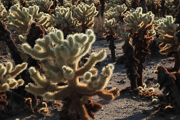 Joshua tree NP
