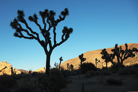 Joshua tree NP